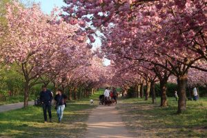 ベルリンの壁の桜並木